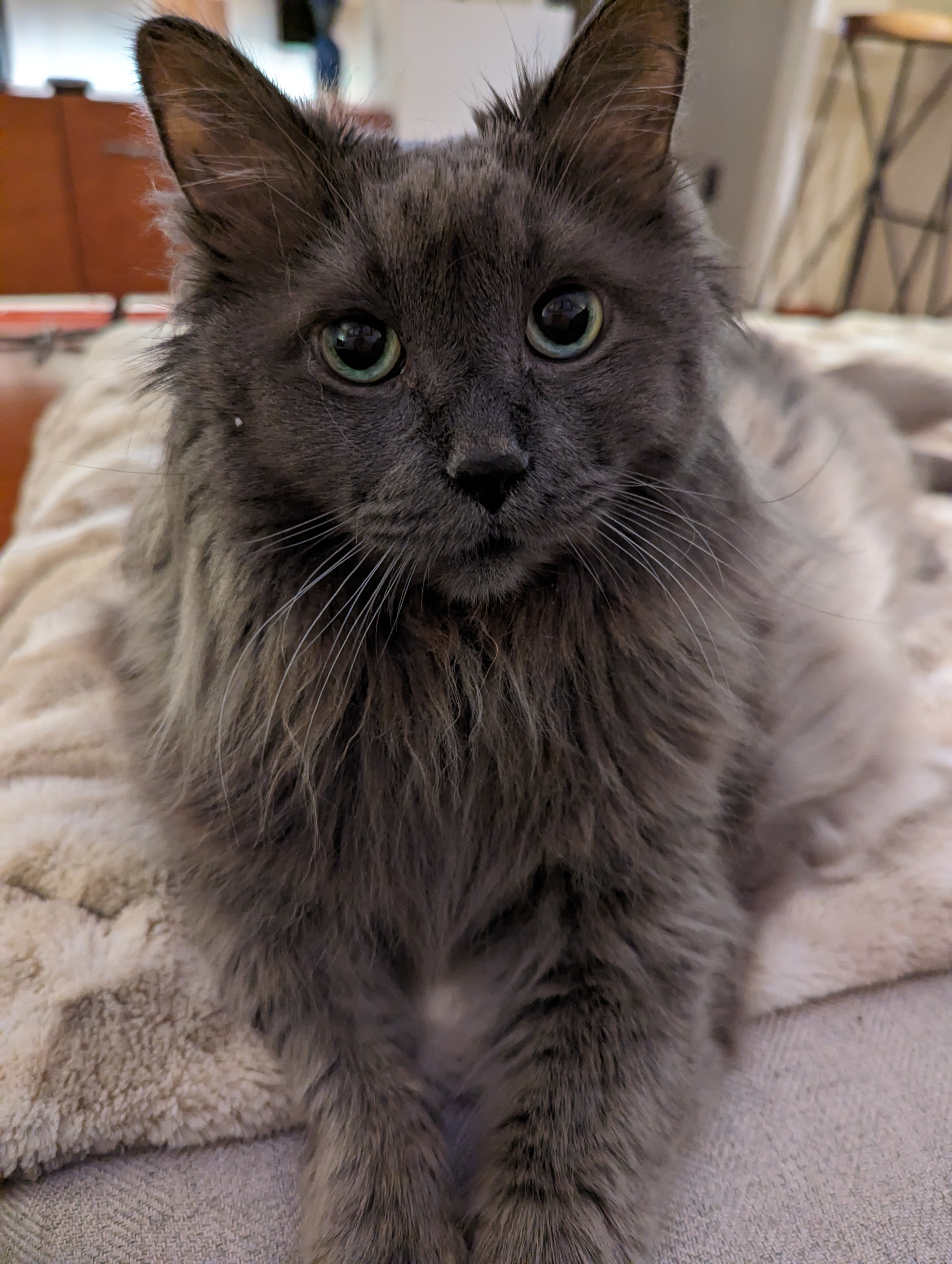 Vitto - beloved cat